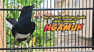 Suara Pancingan Kacer ini Bikin Kacer  Lawan On Tarung Gacor Dalam Seketika. TES DAN BUKTIKAN !!
