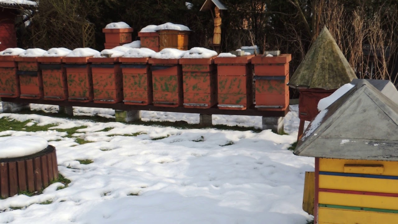 Pszczoły krzyska , walka z nosemozą