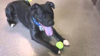 Remy, A 1.5 Year Old American Pit Bull Terrier, Available At The Wisconsin Humane Society,