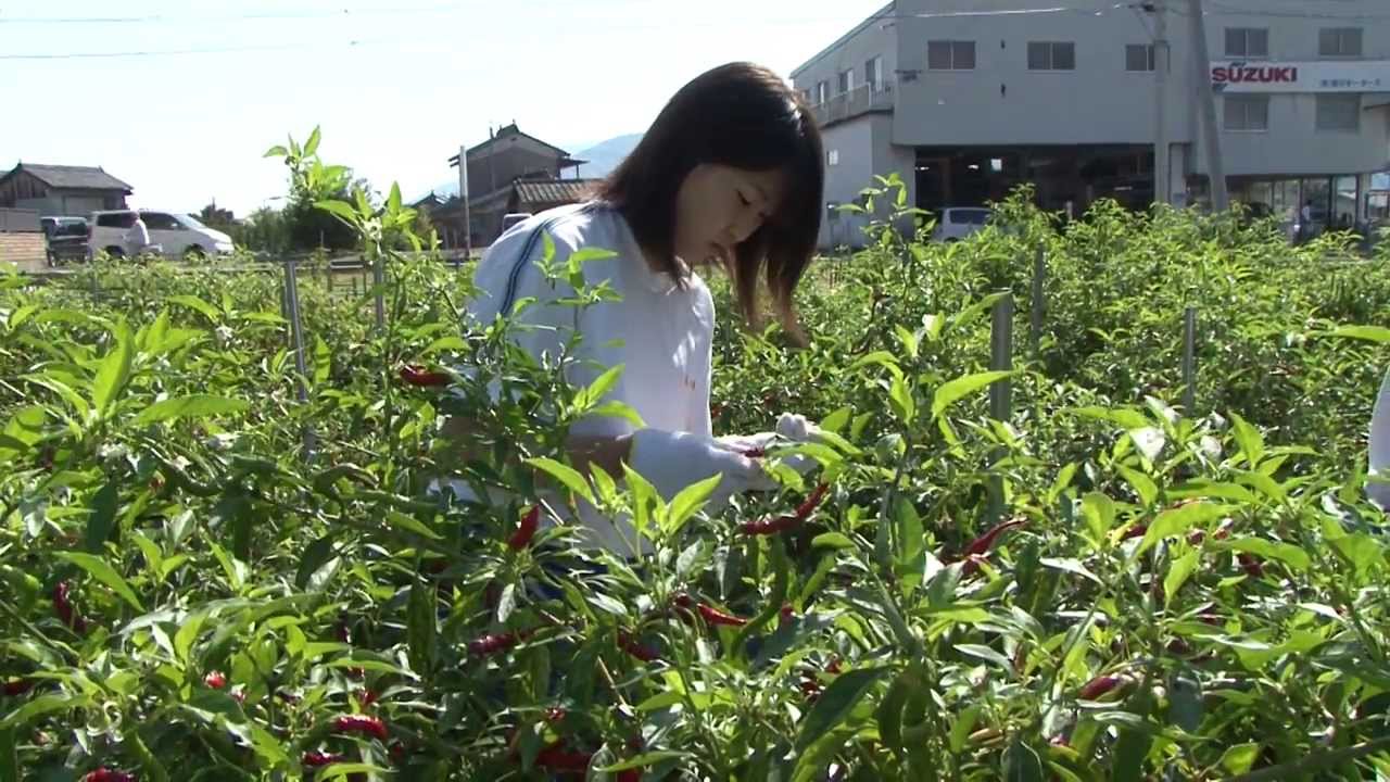 徳島県立美馬商業高等学校(現・徳島県立つるぎ高等学校)