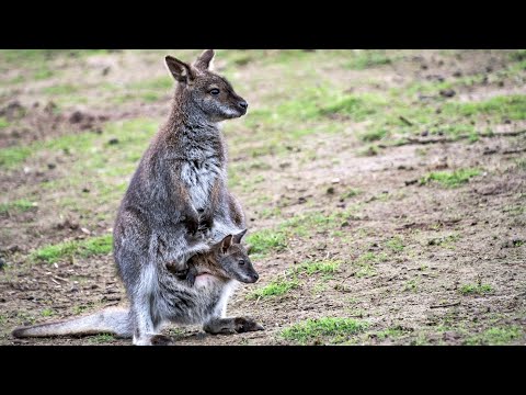 Video: Tree kangaroo ay isang kamangha-manghang hayop