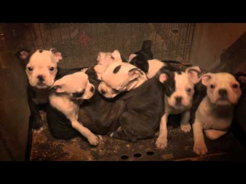 Video: BREAKING NEWS - ASPCA assisterer i beslagleggelse av nesten 100 hunder fra Florida Puppy Mill