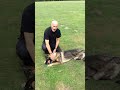 If you see a police dog working in the community