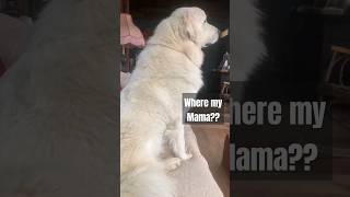 Where's My Mama??!!!#greatpyrenees #funnydog