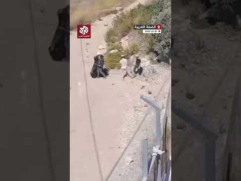 مستوطنون مسلحون يسرقون ثمار الزيتون من أمام منازل المواطنين في قرية بورين جنوب نابلس بالضفة الغربية