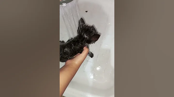 Video 11647271: cat first bath, stray cat, little cat bath