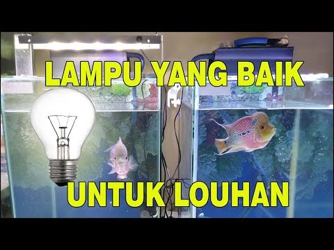 Lampu Led Smd 30 Buah Wrgb 16 Watts 10 000k 40 Cm Aquarium Aquascape Hewan Peliharaan 538625622
