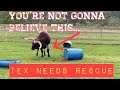 Tex Needs Rescue #LonghornLester’s