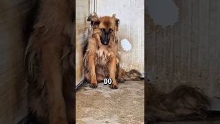 This Dog Cries in His Sleep 😢💔