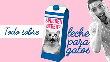 ¿De verdad les gusta la leche a los gatos?