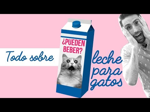 Video: ¿Pueden los gatos beber leche de vaca?