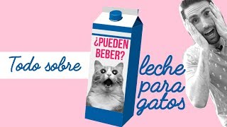 ¿Por qué los veterinarios no queremos que tu gato tome leche? | ¿Es tan mala?