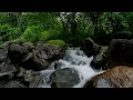 Tranquil Stream Gentle River Sounds For Stress Relief
