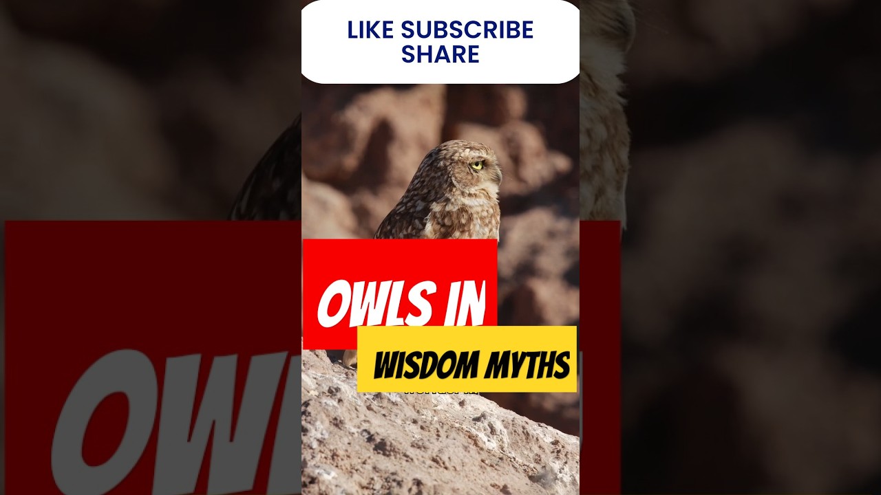 Animal🦉✨ Diaries -Athena’s Silent Companion: The Role of Owls in Wisdom📜🌙.