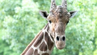 Conservation Partnership Between Audubon Nature Insute And San Diego Zoo Global Nearly Complete