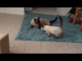 Foster Kittens Play with My Adult Cats!!