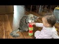 娘が積み上げたブロックを倒す猫　ノルウェージャンフォレストキャット　Cat that beats the blocks piled up by the owner's daughter