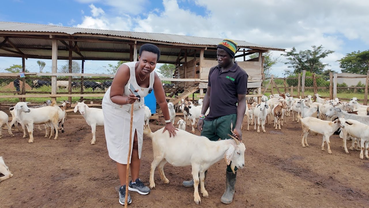 Goat Farming Secrets: Best Practices for Stocking Your Farm for Maximum Success!