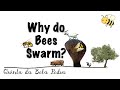 Bela Pedra, my Portuguese farm: Part 25 (Why do bees swarm?)