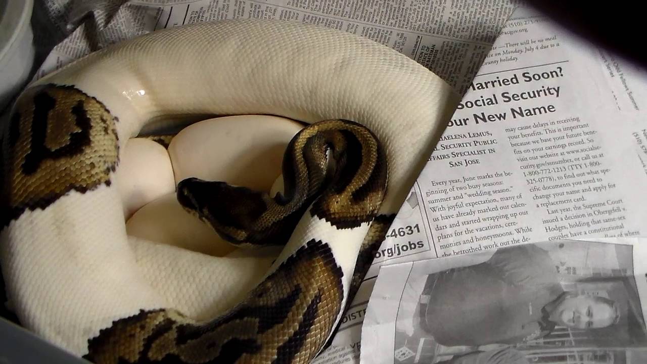 orange dream drink Orange Dream het pied x Leopard Pied