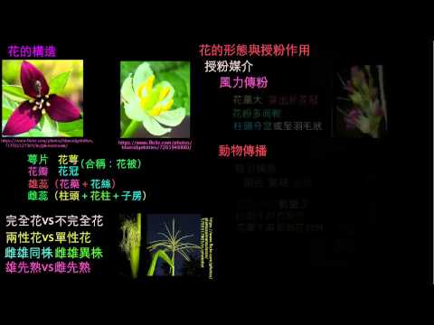 植物花的構造與授粉作用