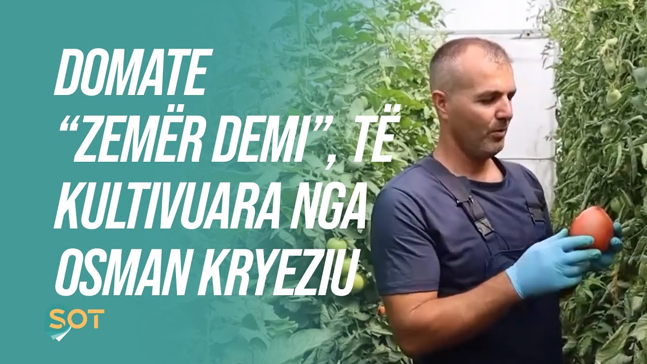 Domate “Zemër Demi”, të kultivuara nga Osman Kryeziu