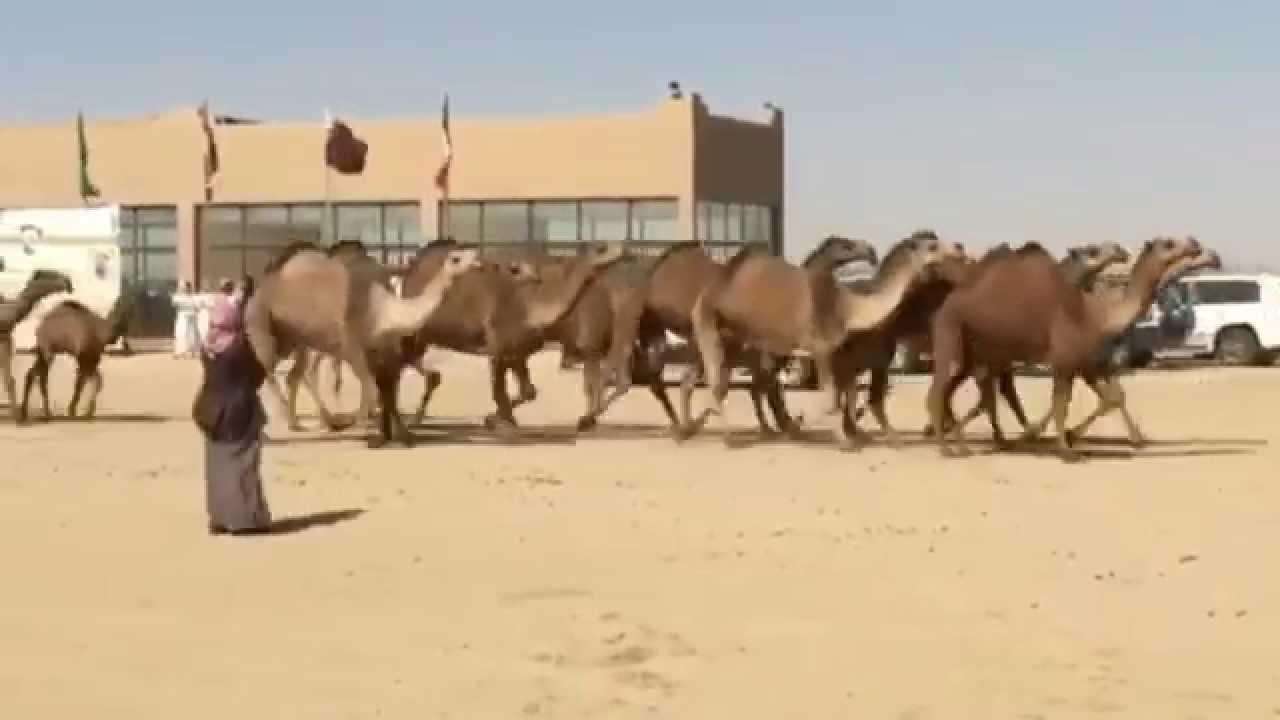 منقية علوش بن نحيان مزاين ( نزاحات ) ٢٠١٥ حمد الطويل