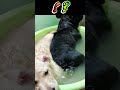 うつぶせあるある　アレが出やすくなるよね🐶😁 #元動画TikTok@enjoy20221