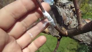 Grafting old cooking apple to tasty eating apple
