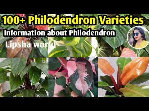 Video: Pothos O Philodendron: Mga Pagkakaiba sa Pagitan ng Pothos At Philodendron
