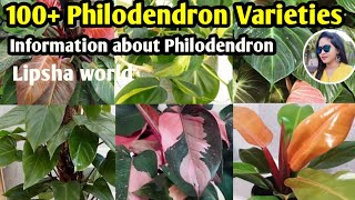 100 Philodendron Plants Varieties   Philodendron Plants Varietiesidentification  Lipsha World