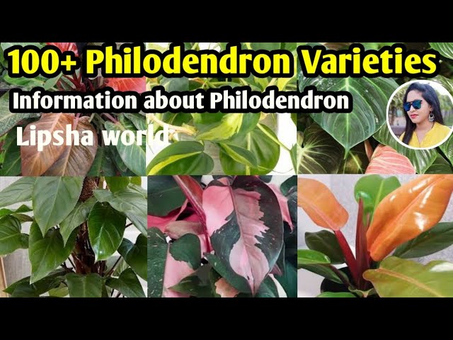 100+ Philodendron Plants varieties | Philodendron Plants varieties+identification  | Lipsha world - YouTube