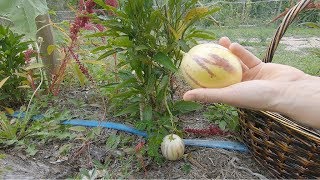Subtropical Fruit Pepino How It Grows And Taste Permaculture Haven