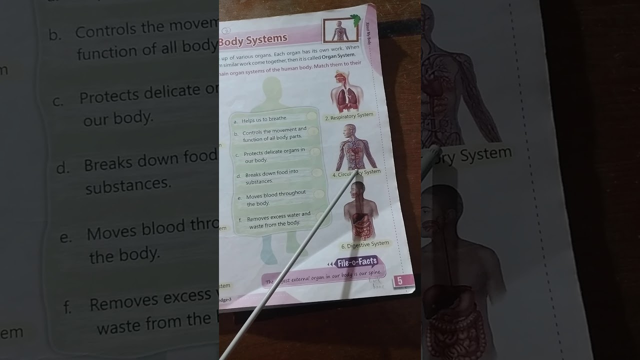body systems in English explained  for all primary (Rivison)class 1,2,3,4,5