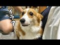 父が母にさわるのは許せないコーギー犬