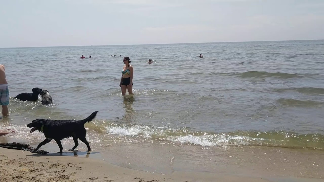 dog beach in lake michigan YouTube
