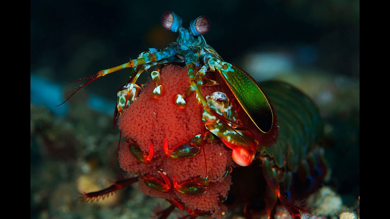 Raja Ampat Slideshow