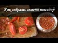 Как собрать семена томатов быстро и правильно