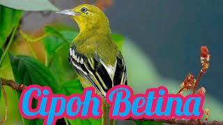 Kicau burung Cipoh betina panggil cipoh jantan top