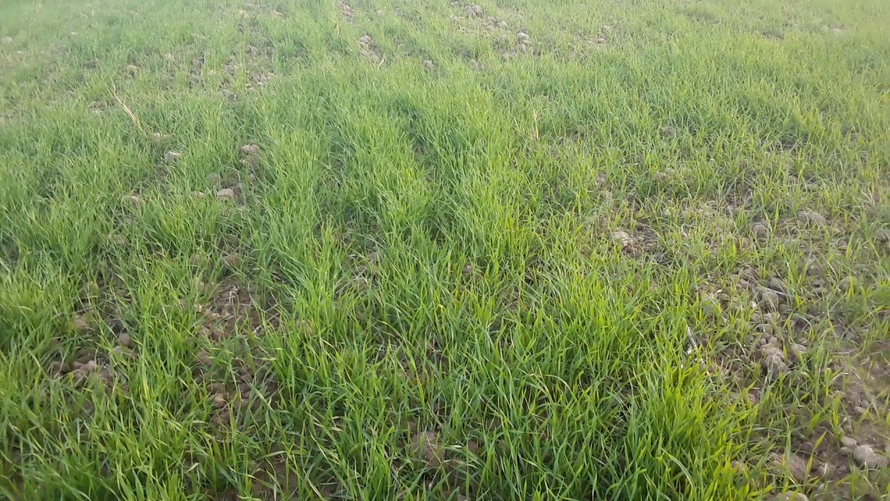 كيف تعالج القمح من الأعشاب الضارة