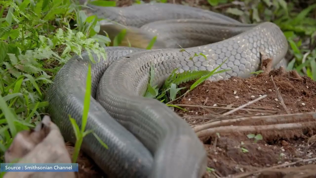 Two King Cobras Fight for a Nearby Queen | Cobra Mating | Two Cobras are fighting to the death