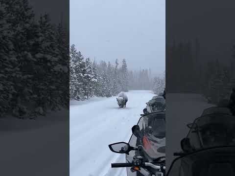 Бизон