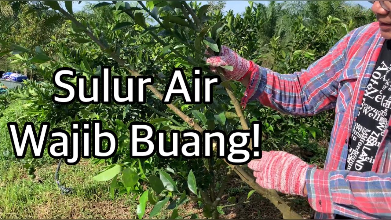 Pruning Sulur Air Perkara Wajib Bagi Pokok Limau