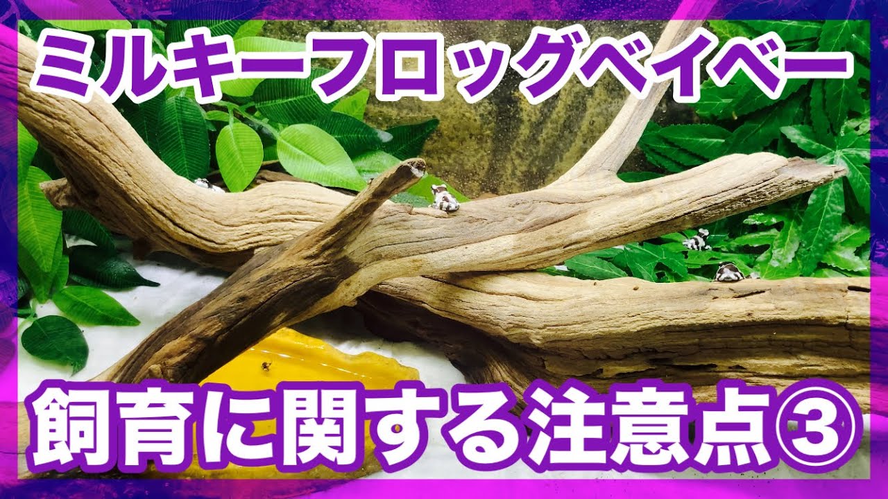 ミルキーフロッグベビーサイズ飼育方法パート③ - YouTube
