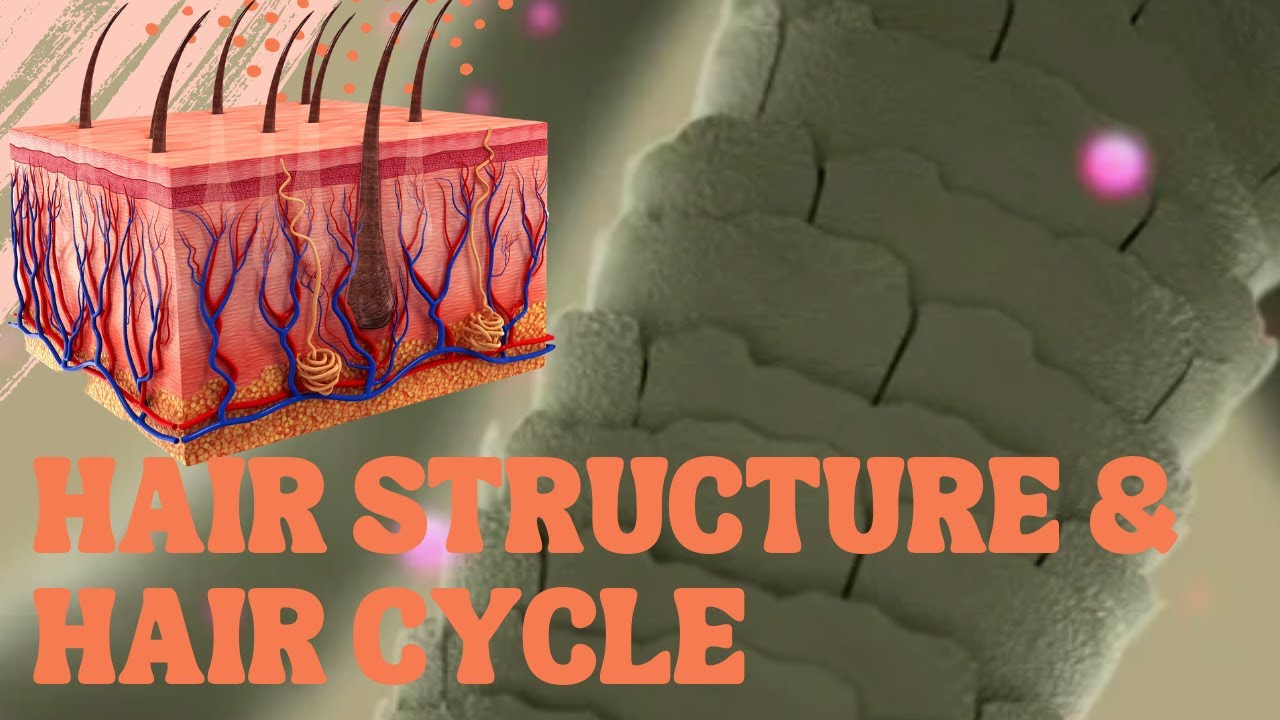 Hair Cycle and Hair Growth Factors - Hair Anatomy . How long your scalp hair stay on you ?