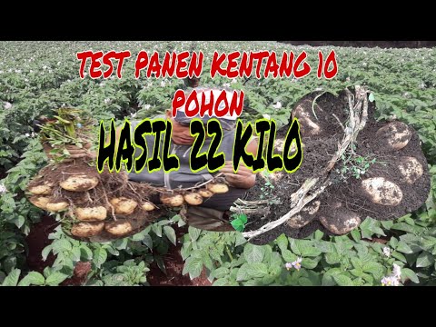 Video: Apa Yang Anda Butuhkan Untuk Memanen Kentang