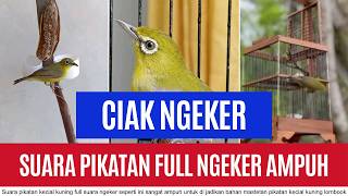 GUNAKAN SUARA PIKATAN CIAK CIAK NGEKER KECIAL KUNING INI ‼️ AUDIO AMPUH PIKATAN KECIAL KUNUNG