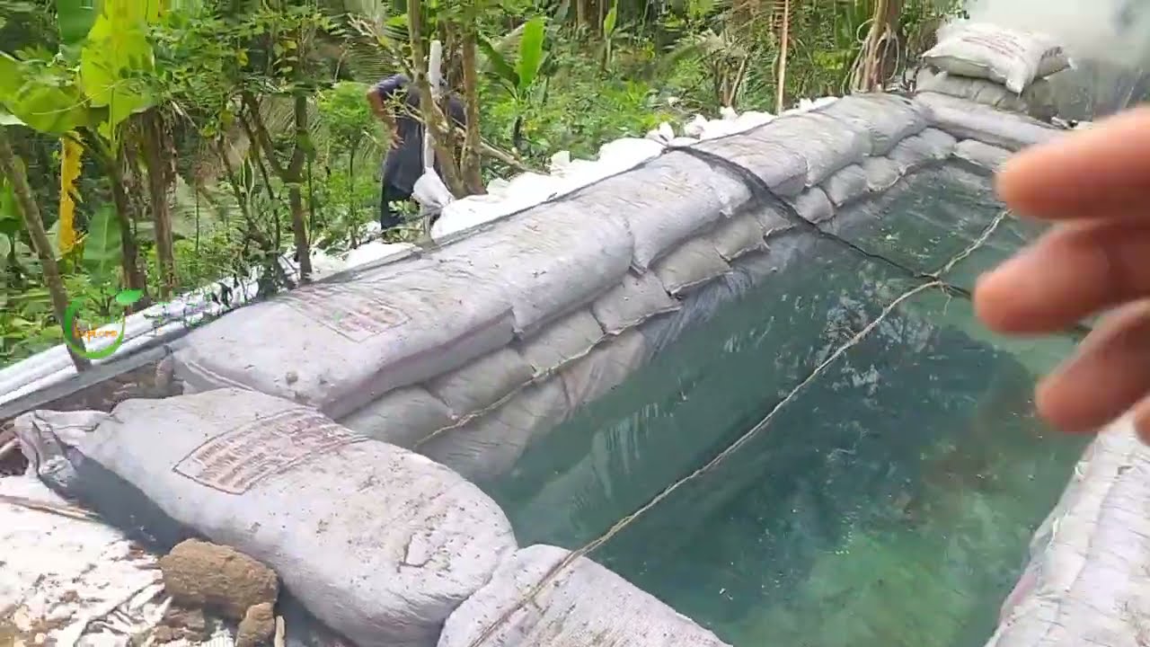 UPDATE KONDISI KOLAM UNTUK PENYIRAMAN KEBUN DURIAN