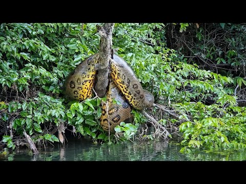 PERIGO! MEDO!! TREMEDEIRA!!! EMOÇÃO!!!! SUCURI MONSTRUOSA SURGE NA PESCARIA. ANACONDA GIGANTE.