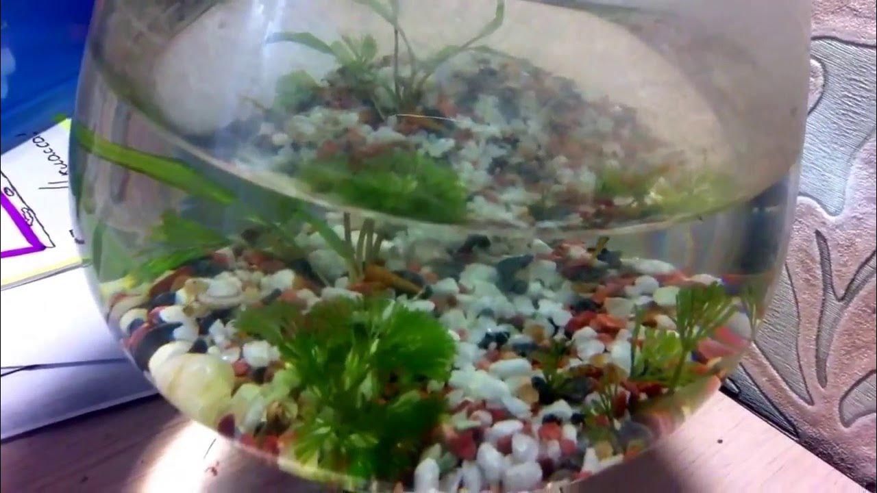 самка гуппи рожает. гуппи рыбки самка беременна. роды рыбки гуппи. гуппи самка. гуппи живородящие.